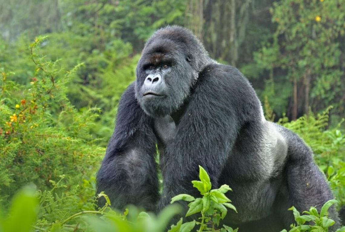 Amazônia TV